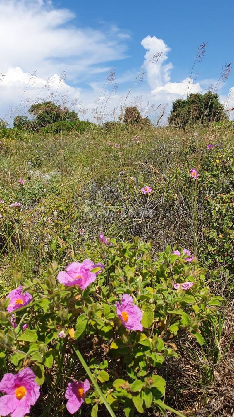 Agricultural land 7168 m2, access from asphalt. Sea View. - 1