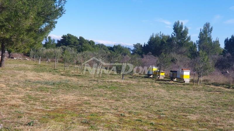 Agricultural land with young olive trees 22 €/m2 - 9