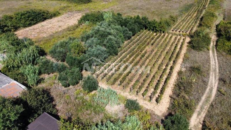 Rodinná nemovitost s krásným olivovým hájem a vinicí - 2