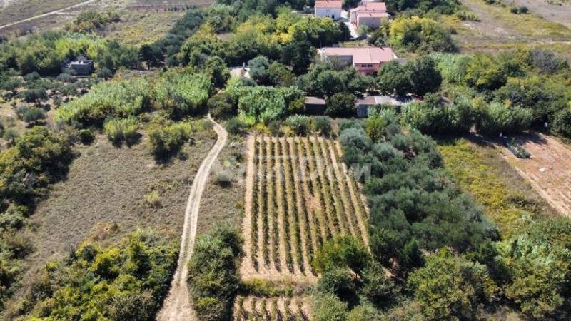 Rodinná nemovitost s krásným olivovým hájem a vinicí - 6