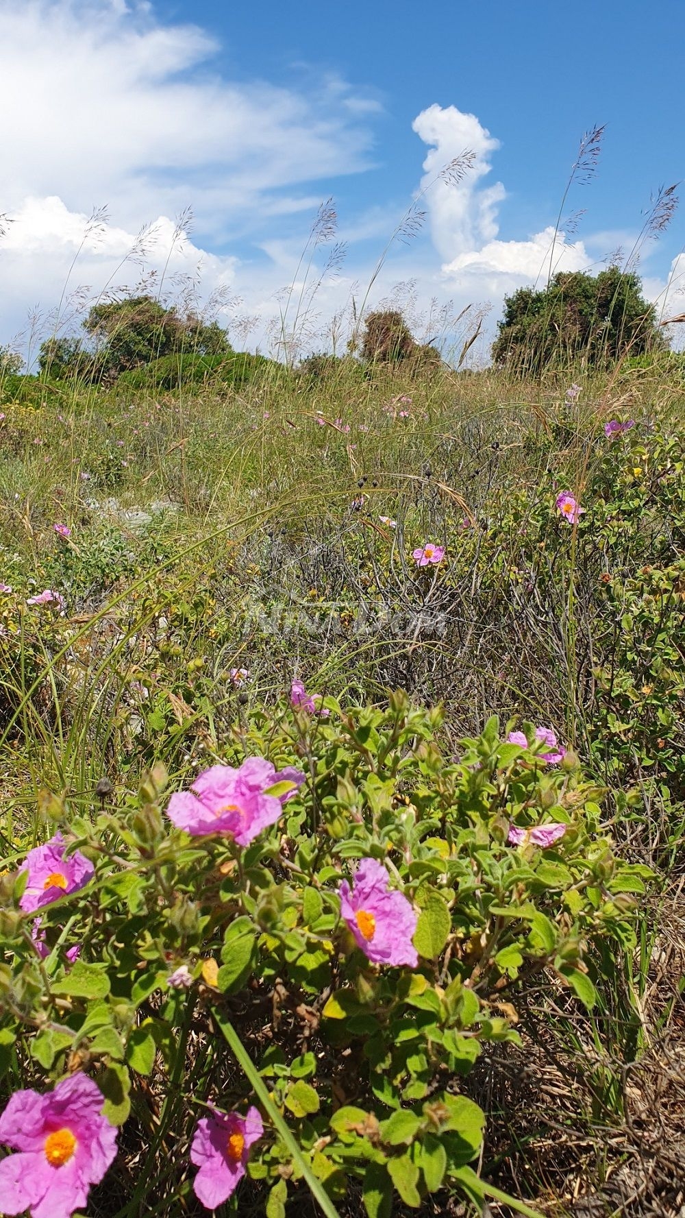 Zemědělská půda 7168 m2, přístup z asfaltu. Výhled na moře.