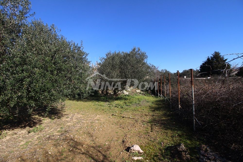 Olivový háj, 16 olivovníků, 25 let, jižní strana Vir 